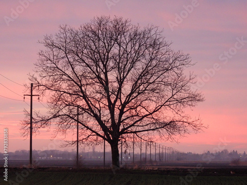 naked walnut tree silhouette at the sunset in rural landscape