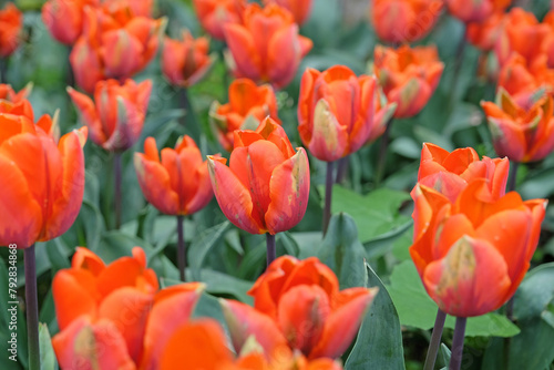 Orange triumph tulip  Tulipa    Princess Irene    in flower.