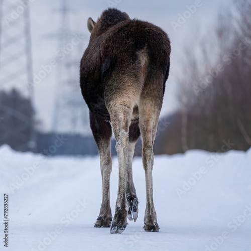 Close-up of a moose walking along a snow-covered road in the forest in winter, rear view and from a lower angle