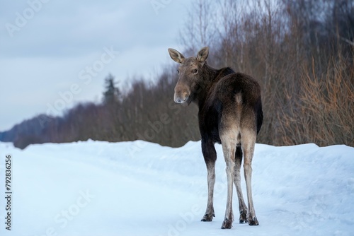 Close-up of a female moose walking along a snow-covered road in the forest and turning her head back and looking directly into the lens from behind and from a lower angle