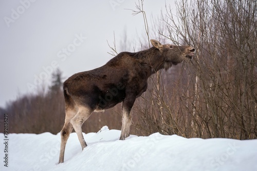 Close-up of a female moose in profile standing on a snowdrift to get branches on bushes in winter
