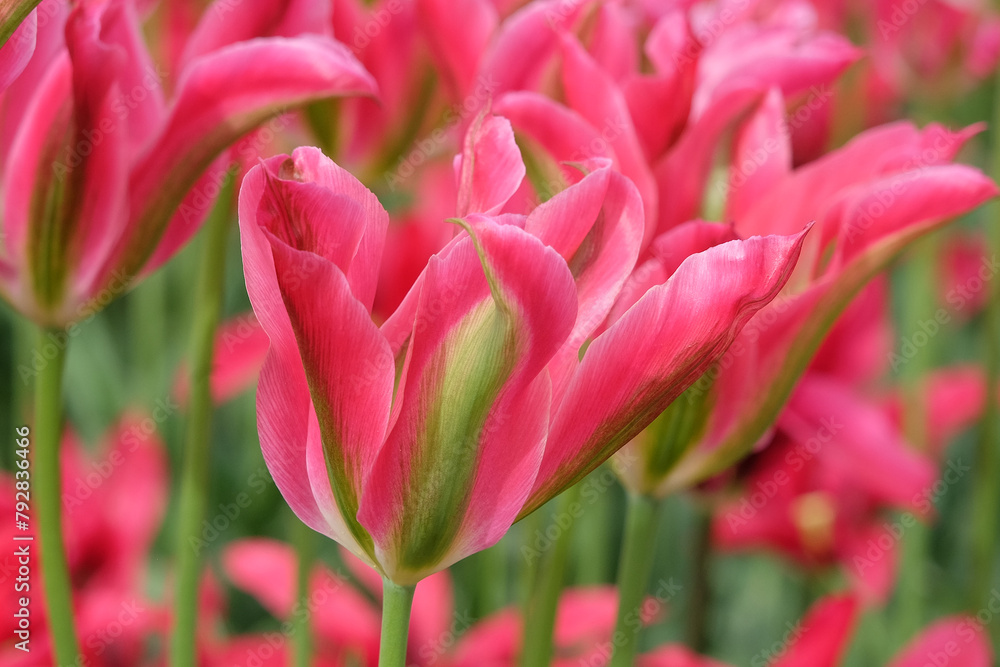 Fototapeta premium Pink and green viridiflora tulip, tulipa ‘virichic’ in flower.