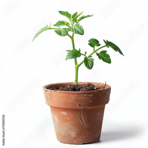Eine junge Tomatenpflanze in einem Topf aus Ton
