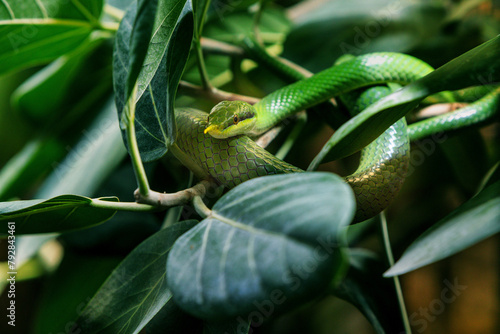 longnose snake gliding through a tropical canopy photo