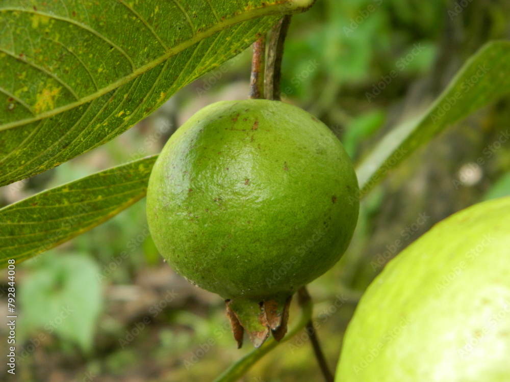 Macro photo of guava fruit still hanging from the stalk and stem of its parent in tropical areas. Macro photo of guava fruit still hanging from the stalk and stem of its parent in tropical areas.