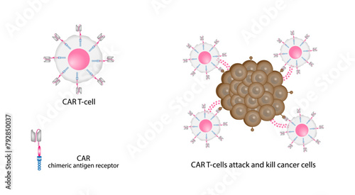 CAR T-cell therapy. Chimeric antigen receptor T cell ,CAR T cell, for use in immunotherapy. Genetic engineering. Chemotherapy. vector illustration.