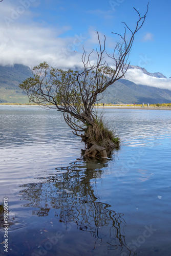Willow tree on Lake Wakatipu in New Zealand. Row of willow trees on Lake Wakatipu in Glenorchy  New Zealand