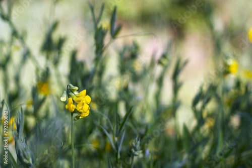 yellow flowers in summer meadow