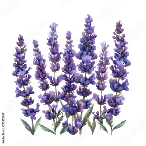 An array of purple lavender flowers and green leaves