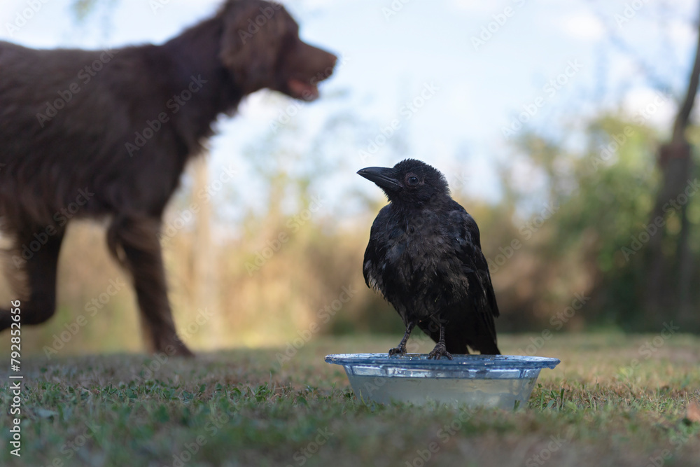 Obraz premium Junge Krähe im Garten mit Fellfreunden