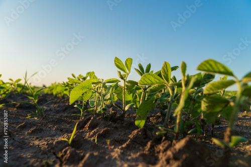 Soybean sprouts grow in the field. Close-up of a soybean sprout. Agro industry