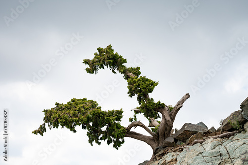 Single tree standing or cliff of the rock from Mount Daka, Taif, Saudi Arabia photo