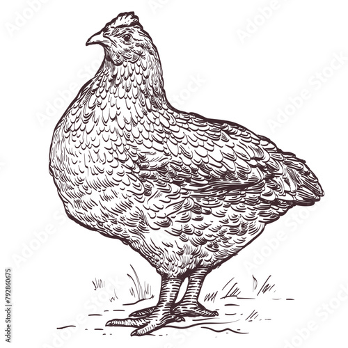 Engraving illustration of broiler hen