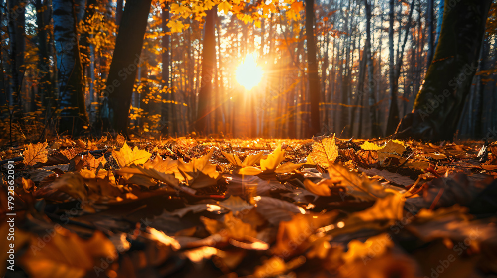 Autumn forest with fallen yellow leaves at sunset. 