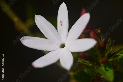 White jasmine flower blooming in the garden, India. 