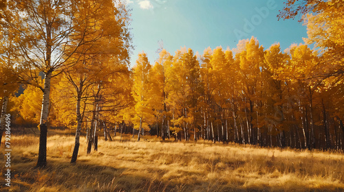 Autumn trees on the forest meadow in sunny day. 