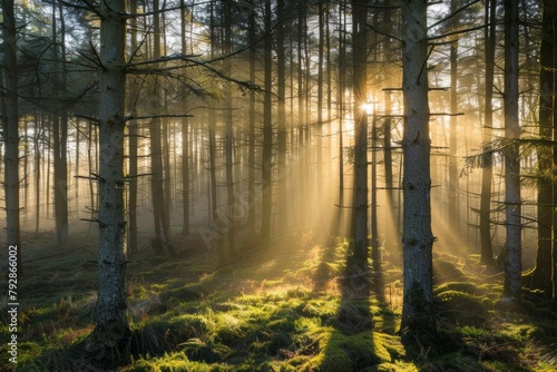 Silent Forest in Spring with beautiful bright sun rays in the morning. © Syahrul Zidane A