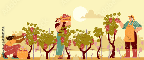 Vector illustration with a scene of grape harvest of workers of different ages: girl, man, grandfather