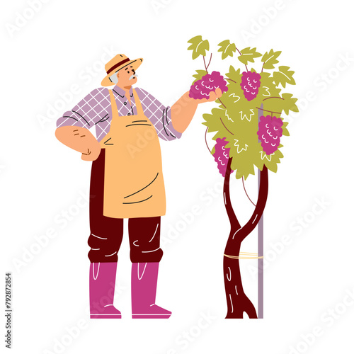 Vintner inspecting grapes vector illustration