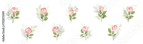 Beautiful Pink Rose Blossom on Stem with Green Leaf as Garden Flora Vector Set