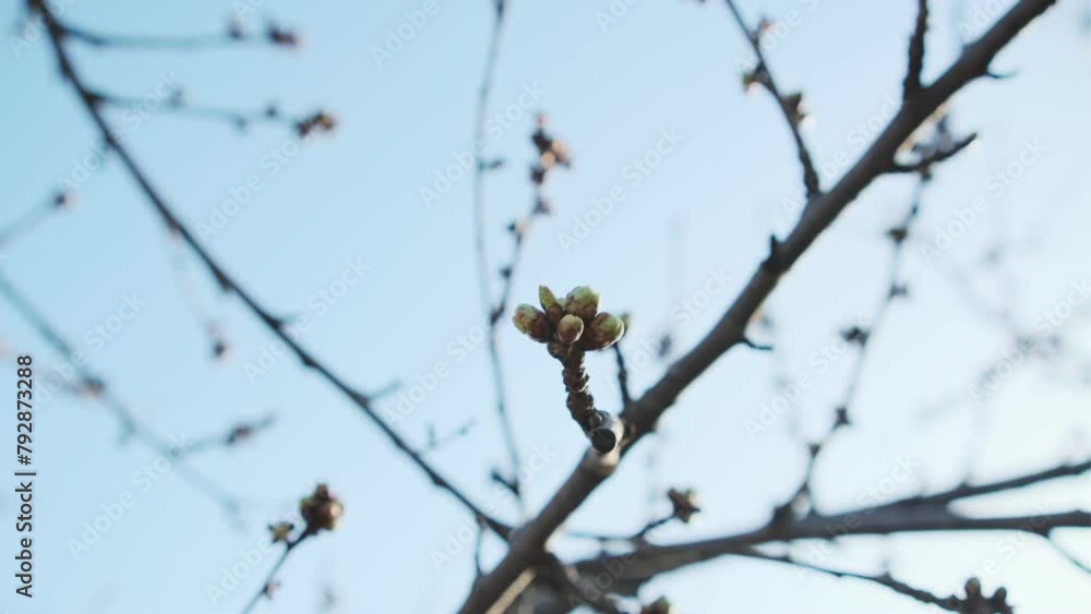 Tree Branch With Small Buds Against a Blue Sky