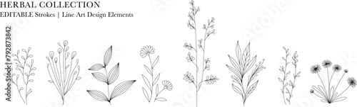 Herbal Collection. Editable line art monochrome Design. Set of linear floral designs, medicine flowers and plants photo