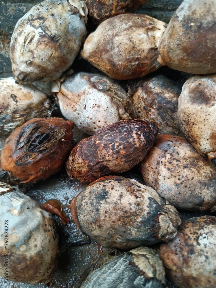 Dry Areca nut stock photo Dry Areca nut stock photo