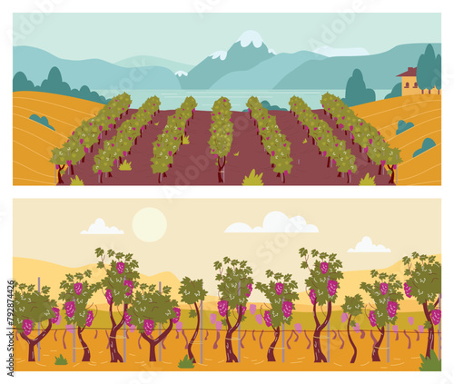 Set of landscapes with vineyard fields flat style, vector illustration