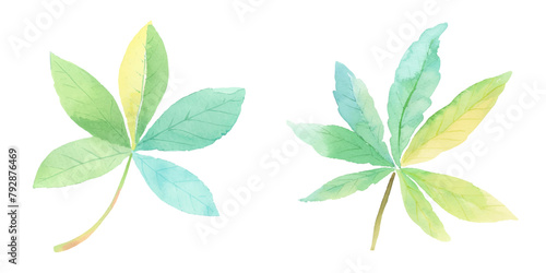 weed botanical cannabis leave