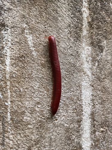 Trigoniulus corallinus, sometimes called the rusty millipede or common Asian millipede, is a species of millipede widely distributed in the Indo-Malayan region including India photo