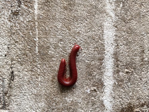 Trigoniulus corallinus, sometimes called the rusty millipede or common Asian millipede, is a species of millipede widely distributed in the Indo-Malayan region including India photo