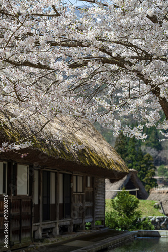 世界遺産 菅沼合掌造り集落の春景色