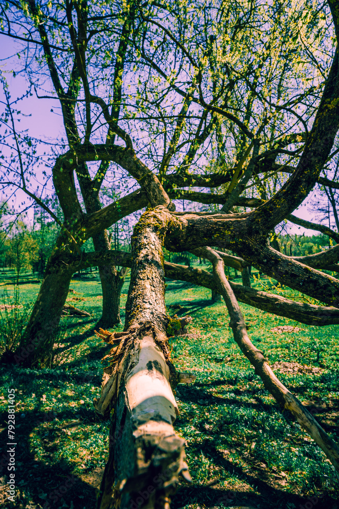 Fototapeta premium sunny weather in the autumn forest of the magic park
