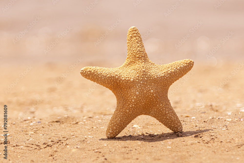 A close up of a starfish standing upright on a golden sandy beach with sea in the background; summer concept of a golden starfish with sand and sea A close up of a starfish standing upright on a golden sandy beach with sea in the background; summer concept of a golden starfish with sand and sea
