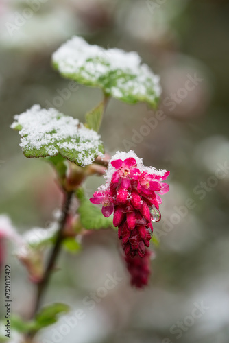 Close up of redflower currant flower and leaves with melting snow and droplet in early spring