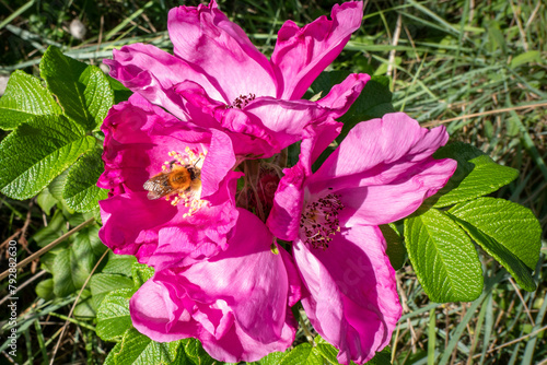 Uma abelha incansável na busca de pólen numa bonita flor de cor de rosa na natureza photo