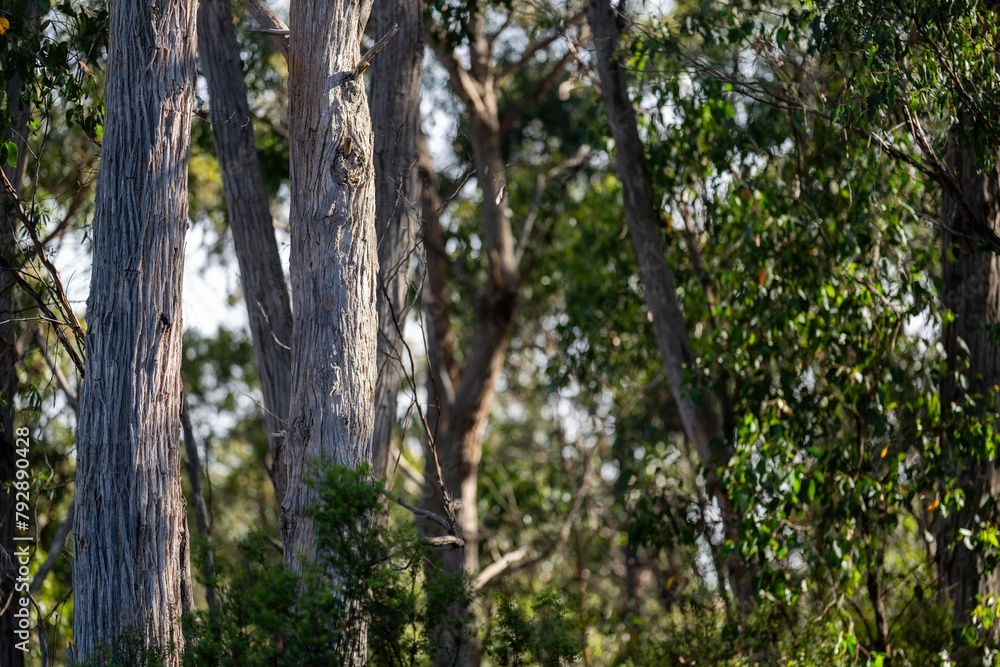 native australian plants in the bush, beautiful gum Trees and shrubs in the Australian bush forest. Gumtrees and native plants growing in Australia in spring