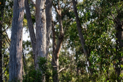 native australian plants in the bush, beautiful gum Trees and shrubs in the Australian bush forest. Gumtrees and native plants growing in Australia in spring