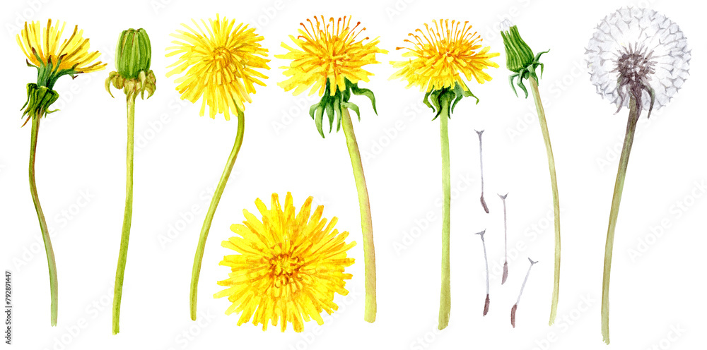 Obraz premium Springtime Dandelions Set in Aquarelle