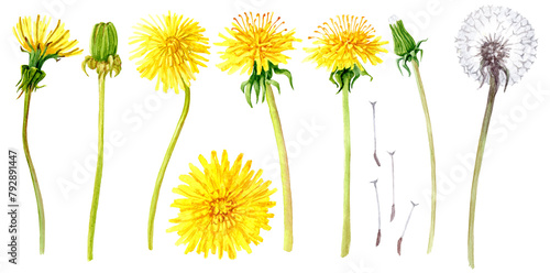 Springtime Dandelions Set in Aquarelle