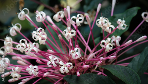 Close up view of starburst bush (clerodendrum quadriloculare) with stunning violet color photo