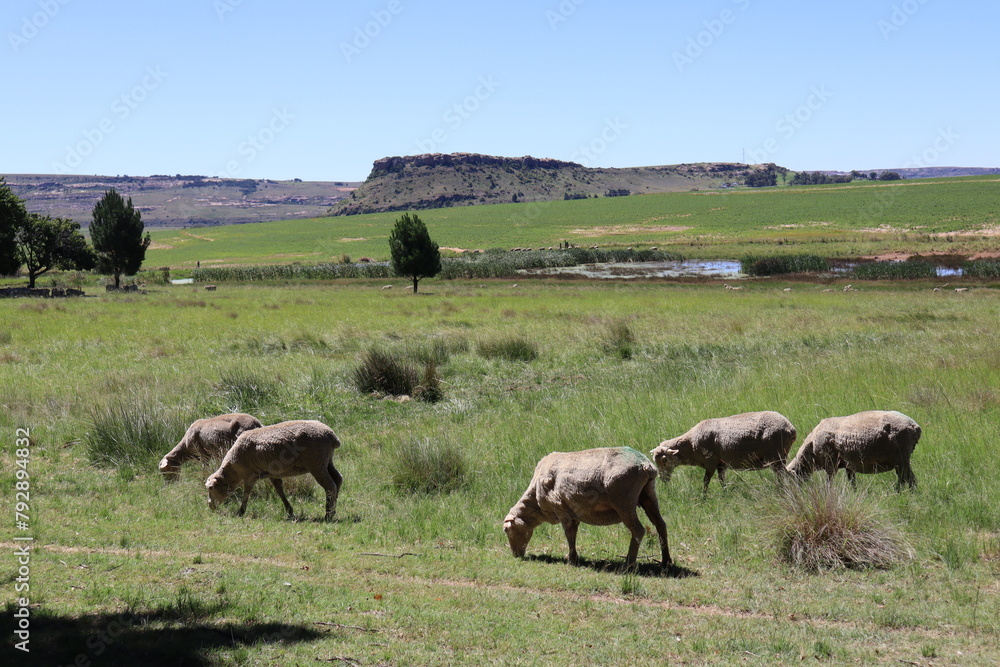 South African Sheep in the Summer, Hi-Res Stock Photography, Hilly Landscape, South Africa Photo