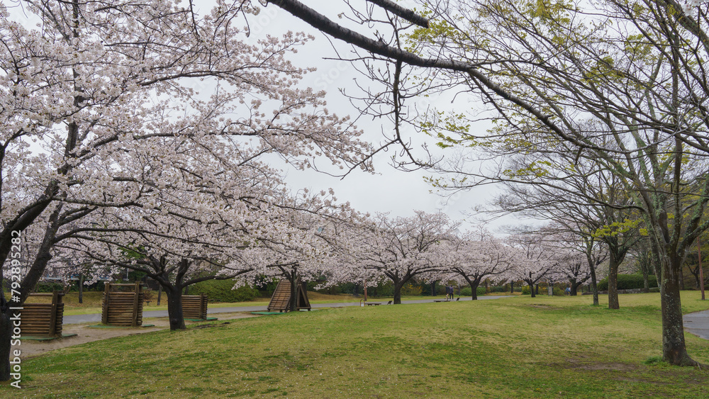 【千葉県千葉市】おゆみ野はるのみち公園と桜 【千葉県千葉市】おゆみ野はるのみち公園と桜