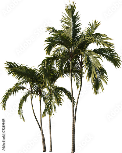 Palm Tree in transparent background