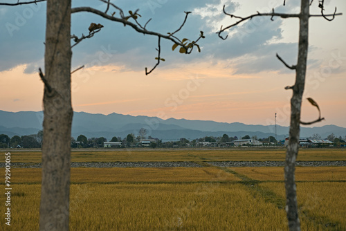Golden fields in Northern Thailand photo