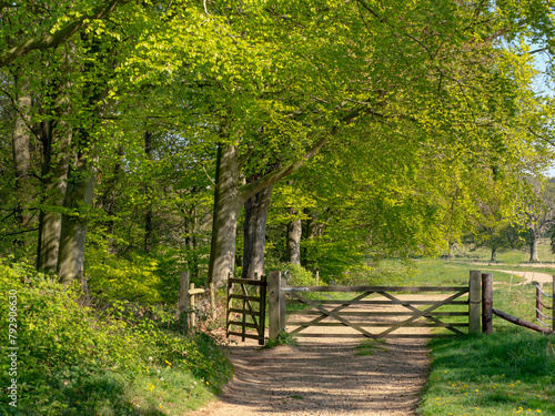 Track leading to gate alongside Beech trees (Fagus sylvatica) in early spring with new leaves, Blickling Park, Norfolk, England, UK. April  photo