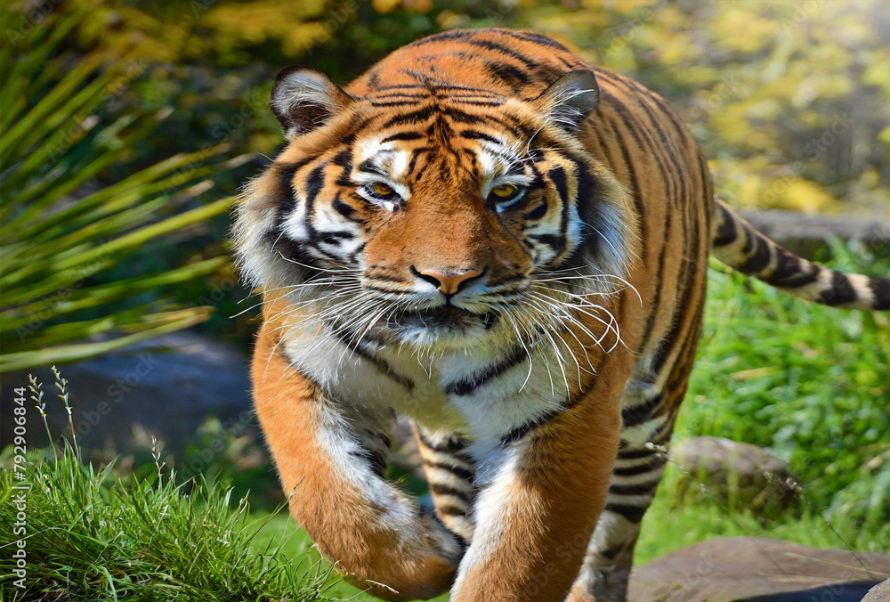 Obraz premium tiger in the wild