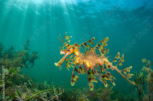 Leafy seadragon (Phycodurus eques) swims over seaweeds and sea grass, beneath sunbeams. South Australia.  photo