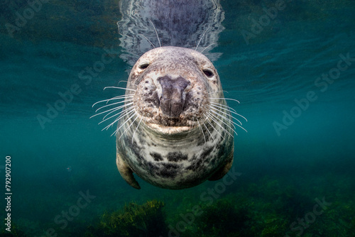 Portrait of a female Grey seal (Halichoerus grypus) in shallow water. Farne Islands, United Kingdom. North Sea  photo