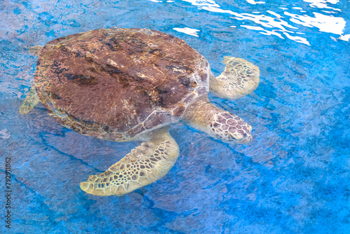 Big Olive Ridley turtle is swimming below the sea water surface in a large pond at the marine aquatic conservation center, high angle view